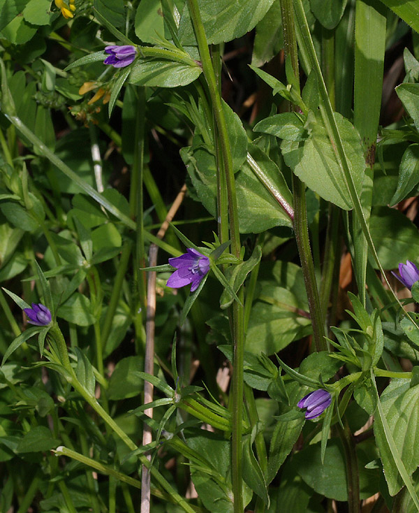 Legousia falcata / Specchio di Venene minore